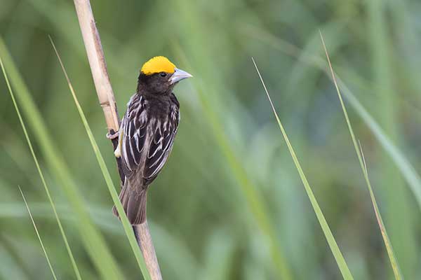 Wikłacz bengalski (Ploceus benghalensis)