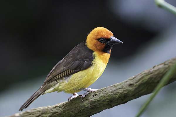 Wikłacz czarnogardły (Malimbus nigricollis)