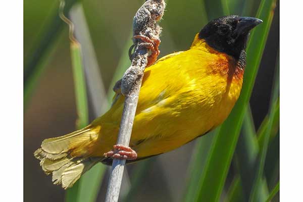 Wikłacz czarnogłowy (Malimbus melanocephalus)