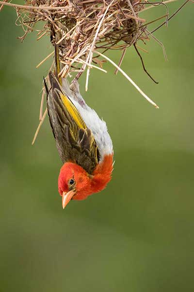 Wikłacz czerwonogłowy (Malimbus rubriceps)