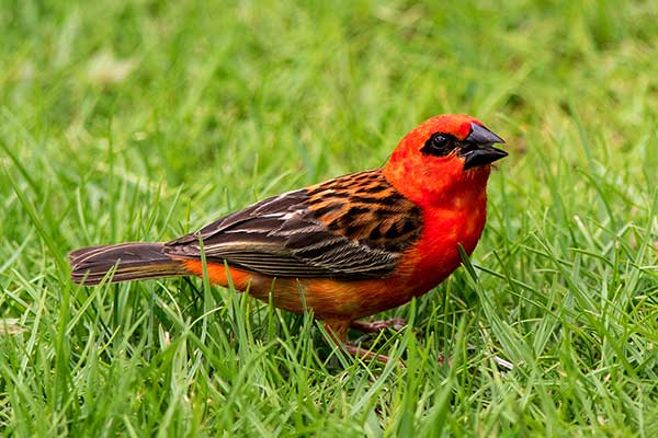 Wikłacz czerwony (Foudia madagascariensis)