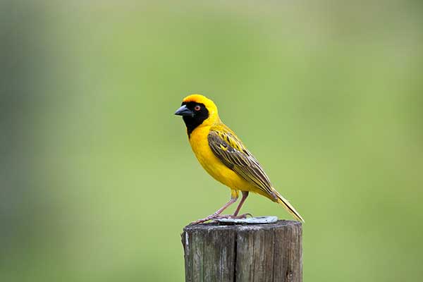 Wikłacz maskowy (Malimbus velatus)