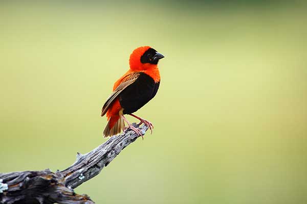 Wikłacz ognisty (Euplectes orix)