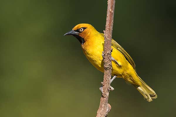 Wikłacz okularowy (Malimbus ocularis)