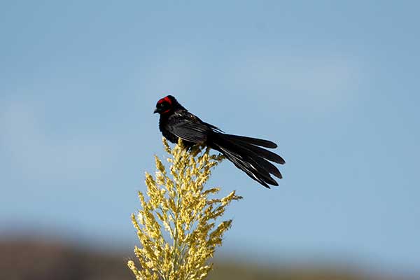 Wikłacz półobrożny (Euplectes ardens)