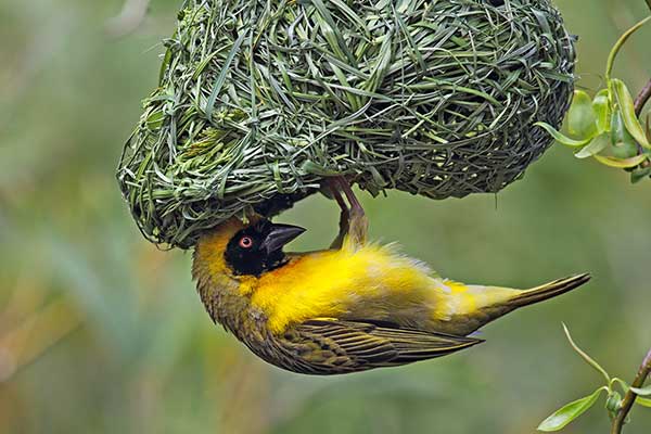 Wikłacz zmienny (Malimbus cucullatus)