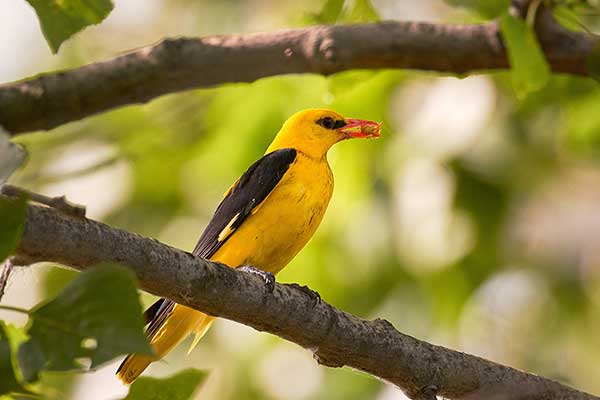 Wilga (zwyczajna) (Oriolus oriolus)