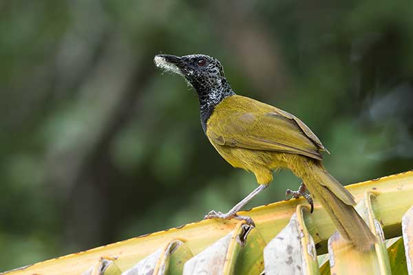 Wilgowiec czarnogłowy (Hypergerus atriceps)