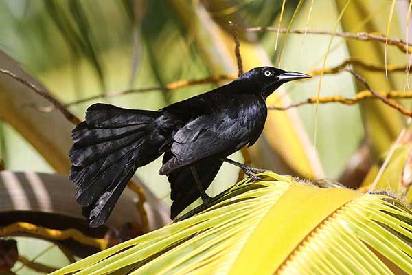 Wilgowron czarny (Quiscalus niger)