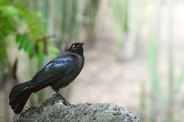 Wilgowron żałobny (Quiscalus lugubris)