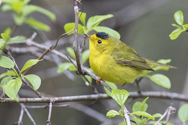 Wilsonka mała (Cardellina pusilla)