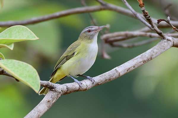 Wireonek białobrzuchy (Vireo flavoviridis)