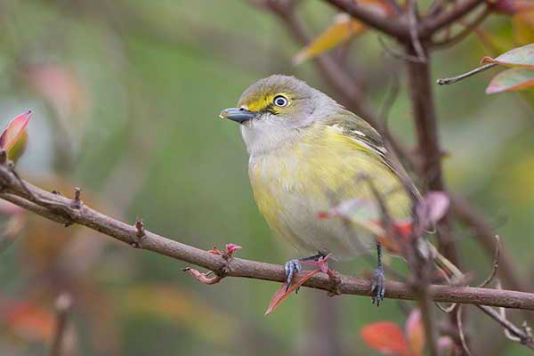 Wireonek białooki (Vireo griseus)