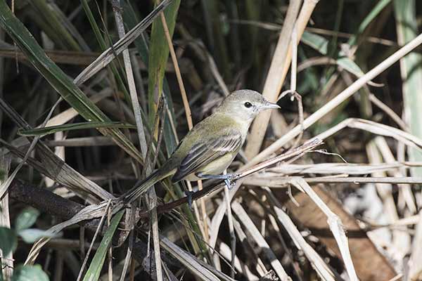 Wireonek skromny (Vireo bellii)