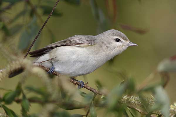 Wireonek szary (Vireo gilvus)