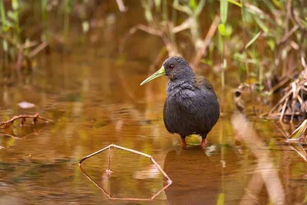 Wodniczak żałobny (Pardirallus nigricans)