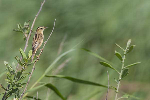 Wodniczka (Acrocephalus paludicola)