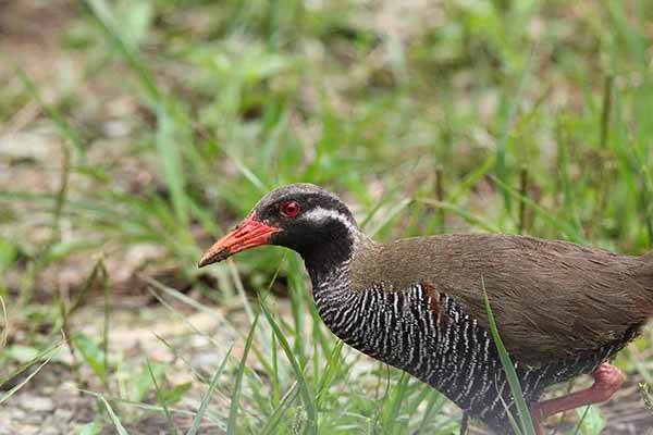 Wodnik okinawski (Hypotaenidia okinawae)