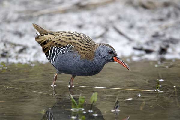 Wodnik (zwyczajny) (Rallus aquaticus)