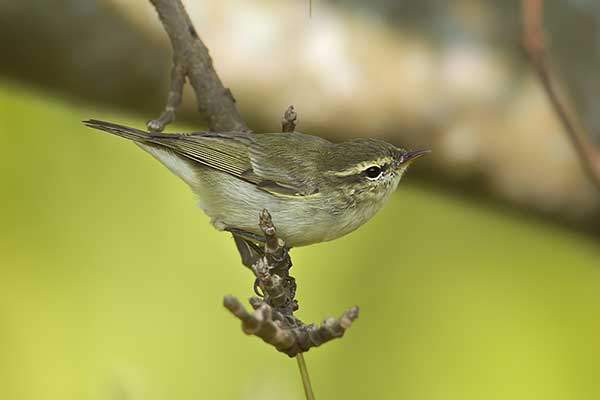 Wójcik (Seicercus trochiloides)