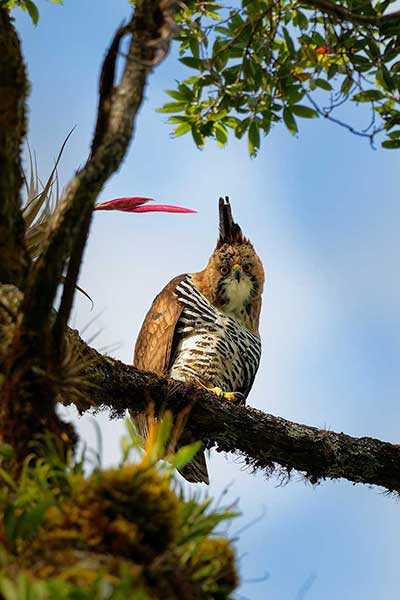 Wojownik ozdobny (Spizaetus ornatus)