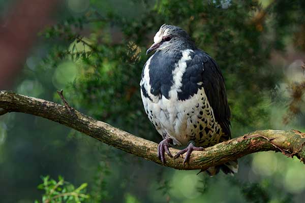 Wonga (Leucosarcia melanoleuca)