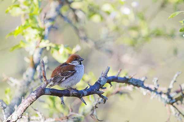 Wróbel cynamonowy (Passer cinnamomeus)