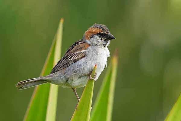 Wróbel rudogrzbiety (Passer iagoensis)