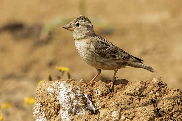 Wróbel skalny (Petronia petronia)