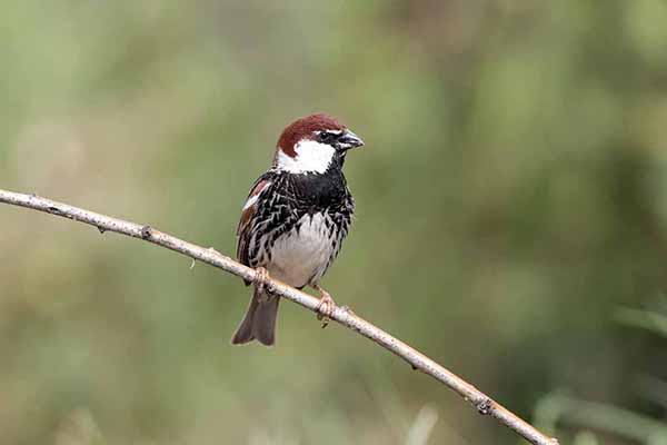 Wróbel śródziemnomorski (Passer hispaniolensis)