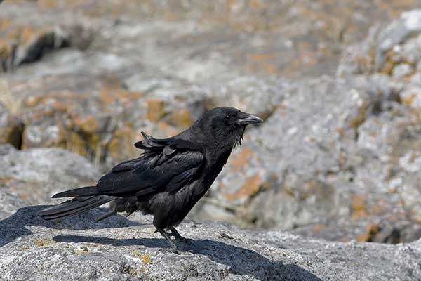 Wrona alaskańska (Corvus caurinus)