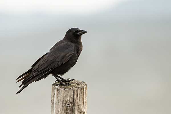 Wrona amerykańska (Corvus brachyrhynchos)