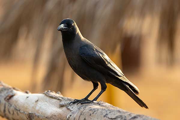 Wrona orientalna (Corvus splendens)