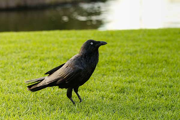 Wrona papuaska (Corvus orru)