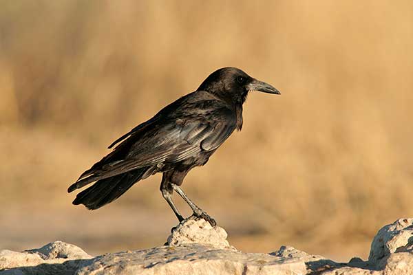Wrona przylądkowa (Corvus capensis)