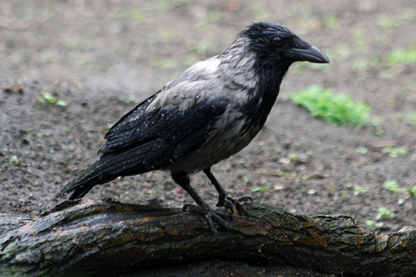 Wrona siwa (Corvus corone)