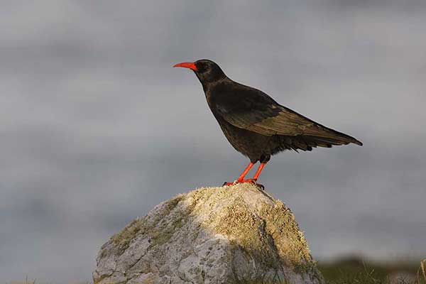 Wrończyk (Pyrrhocorax pyrrhocorax)