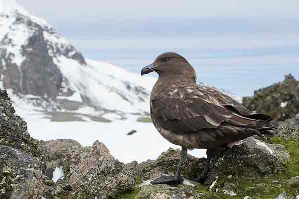 Wydrzyk brunatny (Stercorarius antarcticus)