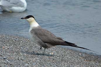 Wydrzyk długosterny (Stercorarius longicaudus)