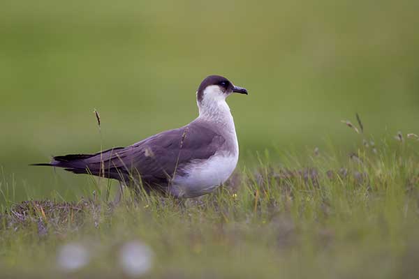 Wydrzyk ostrosterny (Stercorarius parasiticus)