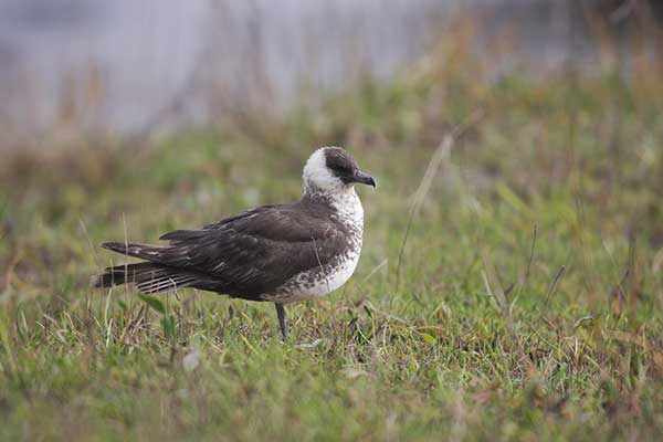 Wydrzyk tęposterny (Stercorarius pomarinus)