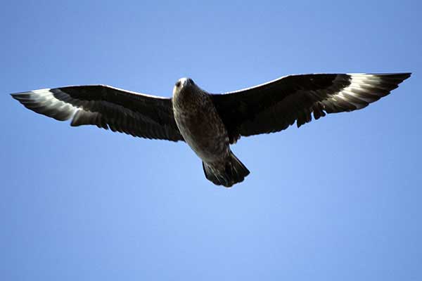 Wydrzyk wielki (Stercorarius skua)