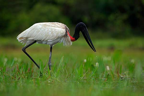 Żabiru amerykański (Jabiru mycteria)