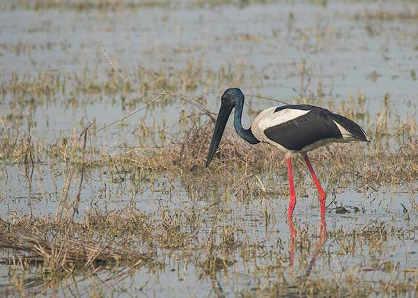 Żabiru czerwononogi (Ephippiorhynchus asiaticus)