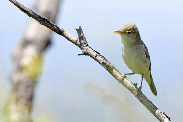 Zaganiacz blady (Iduna pallida)