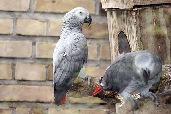 Żako (Psittacus erithacus)