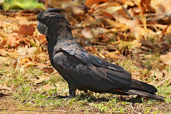 Żałobnica rudosterna (Calyptorhynchus banksii)