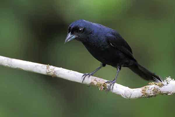 Żałobnik koroniasty (Tachyphonus coronatus)