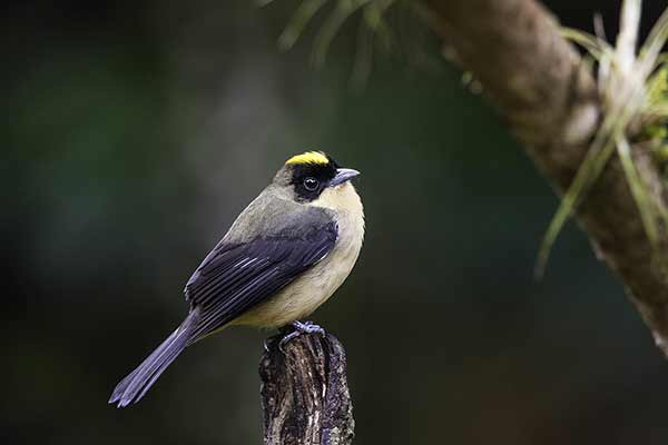 Żałobnik płowy (Trichothraupis melanops)