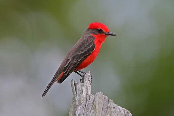 Żarek rubinowy (Pyrocephalus rubinus)